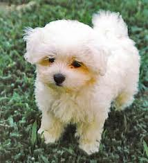 Maltese Puppy