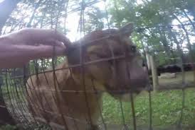 Man Pets Cougar In Zoo