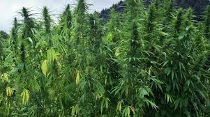 Marijuana Field