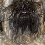 Shih Tzu's matted face