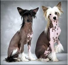 Mexican Hairless dogs
