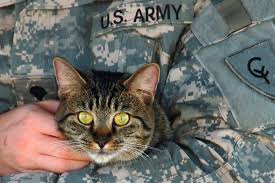 Military man with Cat  