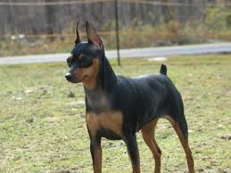 Miniature Pinscher