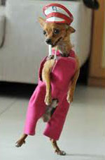Dog modeling clothes