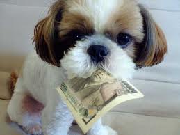 Puppy with paper money in his mouth