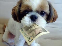 Dog with Money