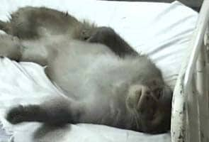 Monkey in Hospital Bed