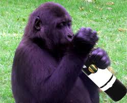 Gorilla drinking wine