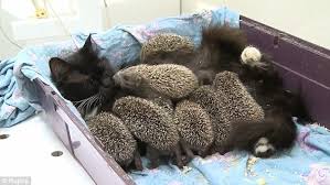 Muska with Hedgehogs