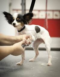 Dog receiving nail clipping from groomer