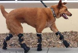 Naki'o wearing four prosthetic legs.671