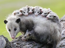 Opossum with Babies