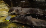 Otters with OtterBox