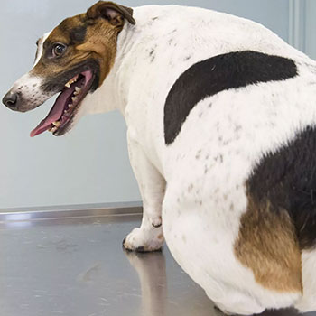 77 pound Dachshund