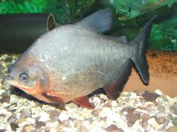 Pacu fish