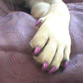 Dog paw with painted toe nails