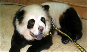 Dog groomed to look like Panda