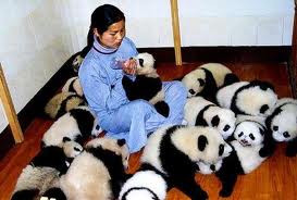 Woman surrounded by baby pandas