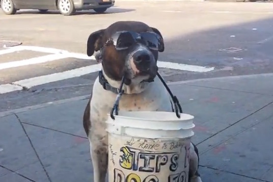 Panhandling Dog