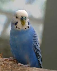 Blue and White Parakeet