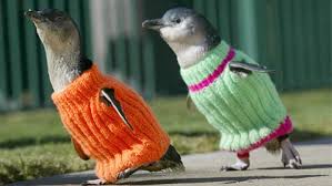 Penguin wearing jumpers  