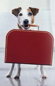 Dog with suitcase