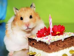Hamster with birthday cake