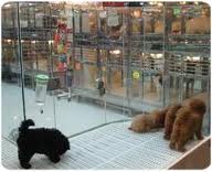 Puppies in pet store