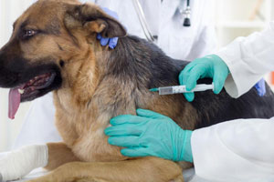 What Vaccines Does Our Pet Really Need