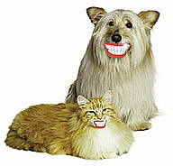 Smiling cat and dog