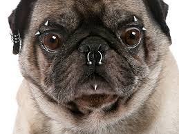 Pug with piercings