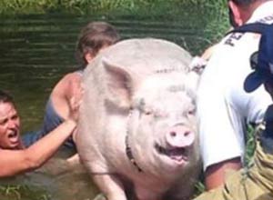 Strawberry being rescued from pond.662