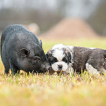 Pig and Dog