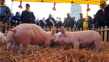 Pigs at the Italian Parliament