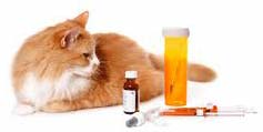 Cat with medications