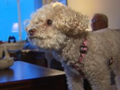 Poodle Ruthie