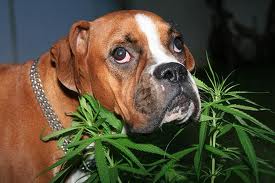Boxer with Marijuana plant.672