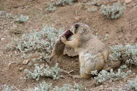 Prairie Dog Attacking Squirrel