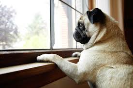 Pug Looking Out Window