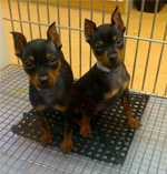 Miniature Pinscher puppies