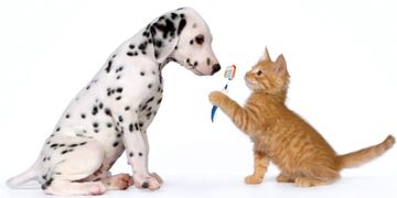 Puppy and Kitten with Toothbrush