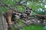 Raccoons in a tree