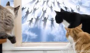 Pets After Rapture