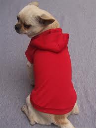Chihuahua wearing red hoodie.643