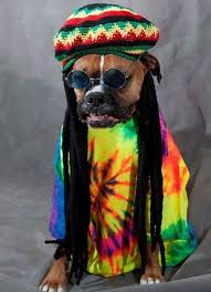 Reggae Dog