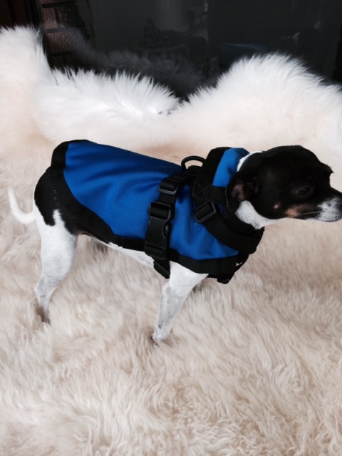 Ladybug wearing the Rein Coat