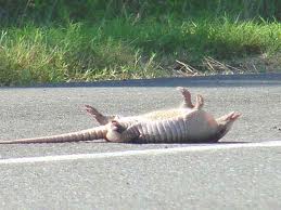 Roadkill