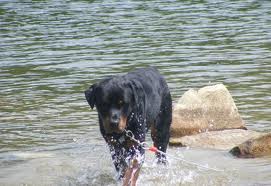 Rottweiler in lake