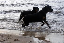 Dogs in surf