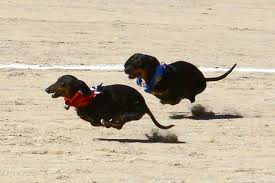 Racong Dachshunds.669